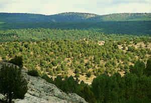 Ruta de Santo Domingo de Silos, Carazo y Peña de Cervera